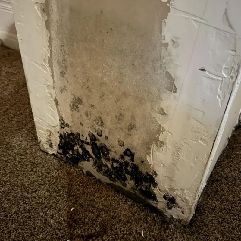 Professional Mold Removal in Girard, KS